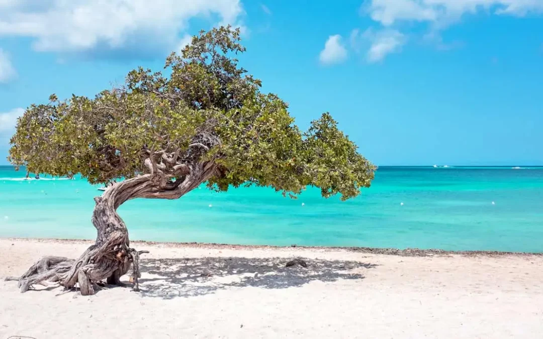 Perchè scegliere Aruba?