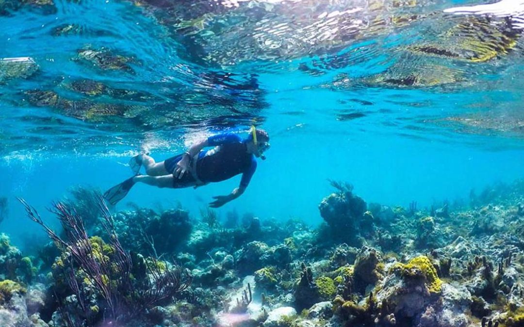 Immersioni subacquee, snorkeling e osservazione delle balene a Turks e Caicos.