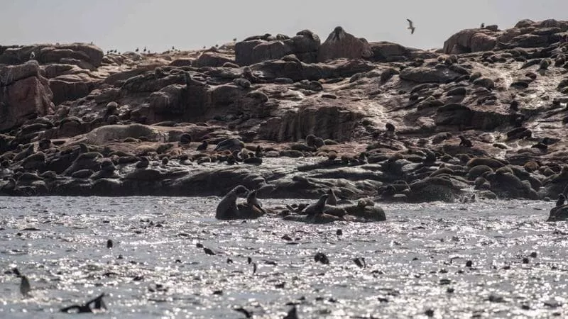 Uruguay, il nuovo parco nazionale dell’arcipelago davanti a Punta del Este. “Un gioiello di biodiversità”.