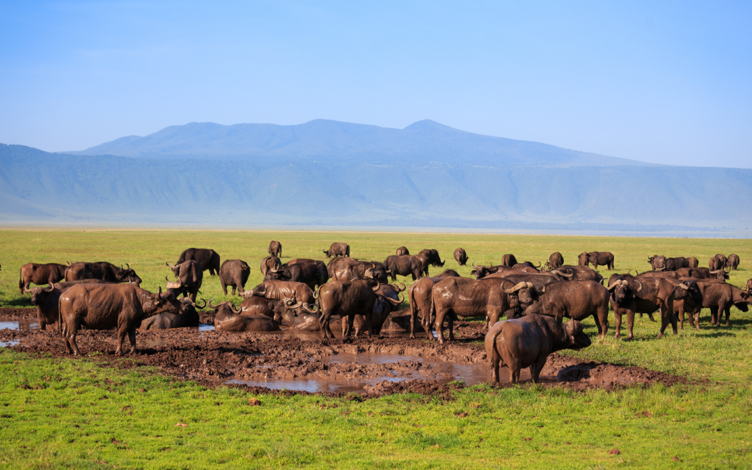 Safari nella Conservation Area Ngorongoro: il cuore dell’Africa.