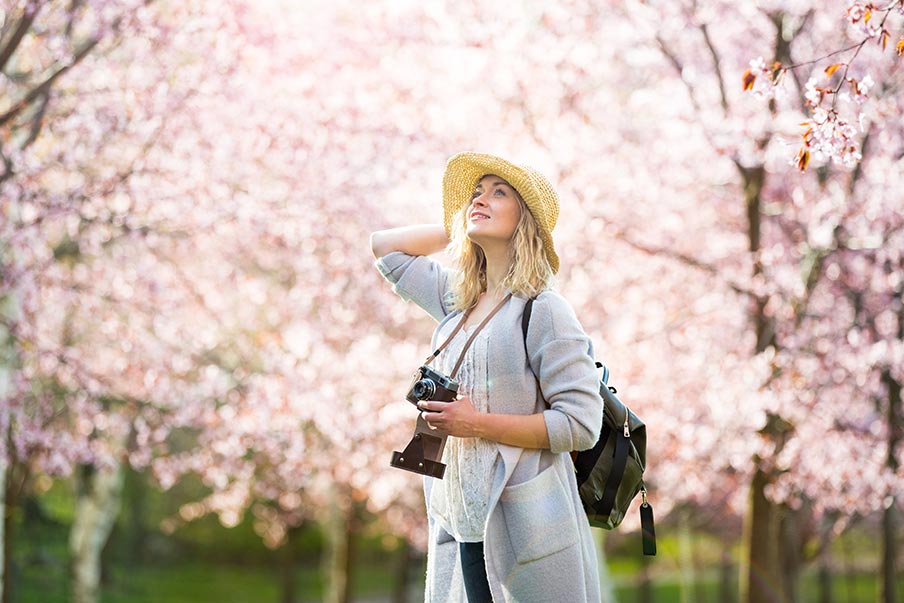 Giappone – Sakura, i fiori di ciliegio, icona di bellezza effimera e rinascita.