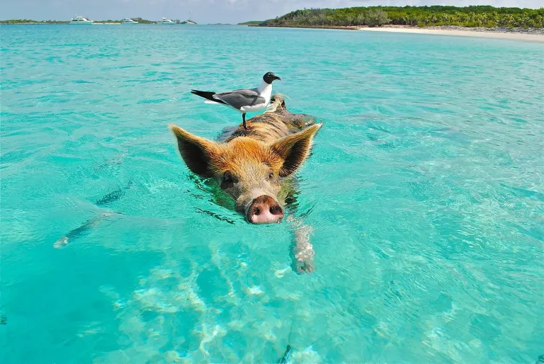 Bahamas: Un Arcipelago da Sogno tra Spiagge, Cultura e Avventura.