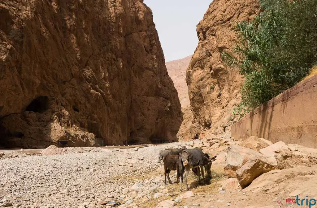 Gole del Dades e del Todra in Marocco: tra le pareti rocciose dell’Atlante.