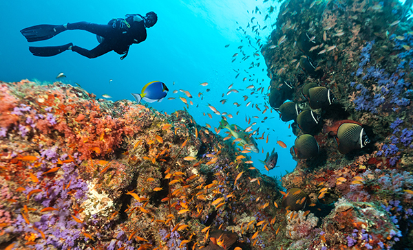 Navigando tra isole e atolli con i biologi marini.