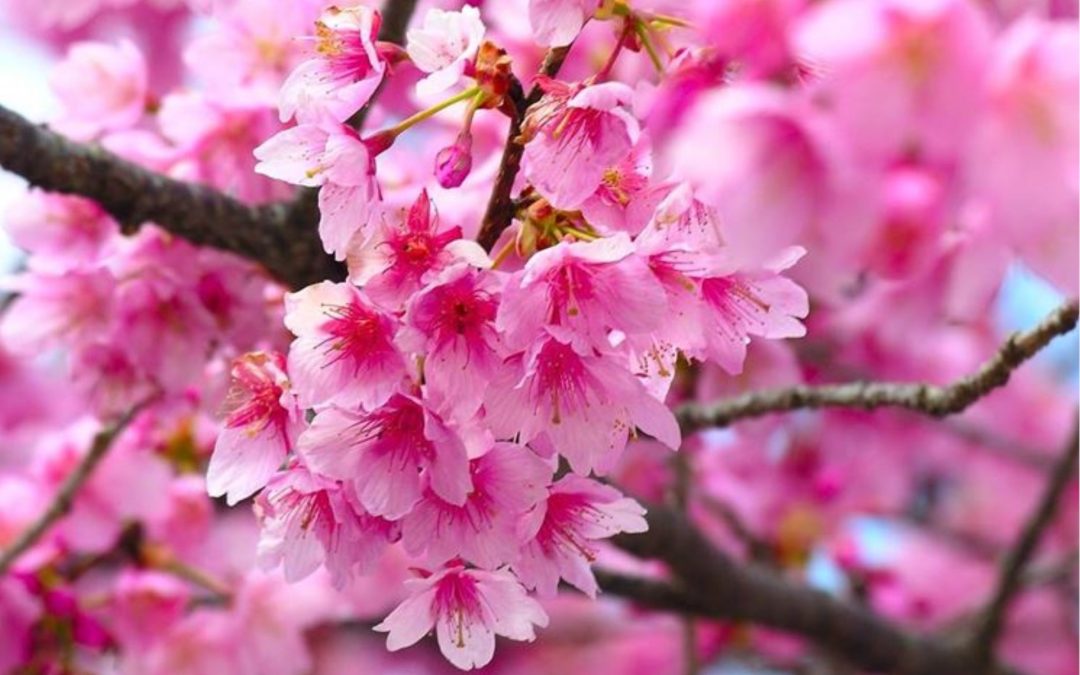 Primavera a Roma: un tour tra tulipani, rose e ciliegi in fiore .