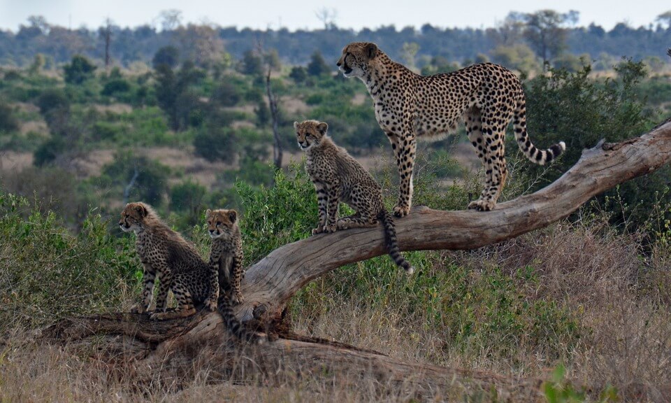 Maestosa Africa: un’estate di esperienze esclusive.