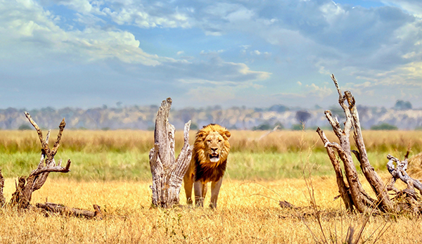 Un’estate africana: il Botswana.