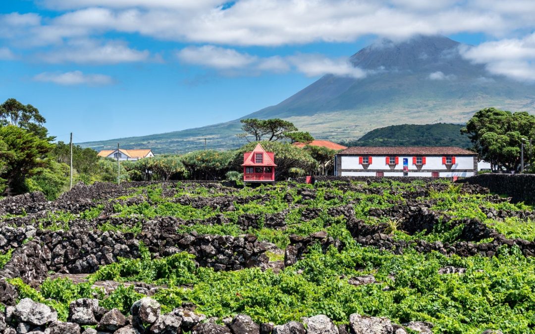 Trekking tra i vigneti a Pico, nelle Azzorre.