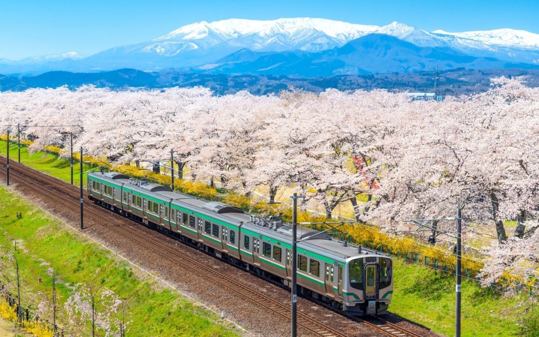 Hanami 2025: quando e dove ammirare la fioritura dei ciliegi in Giappone.