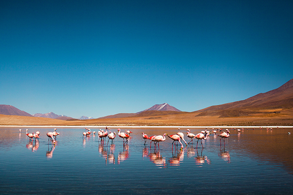Destino America : Bolivia, Cile, Argentina, Ecuador.