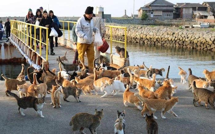 Aoshima, l’isola dei gatti