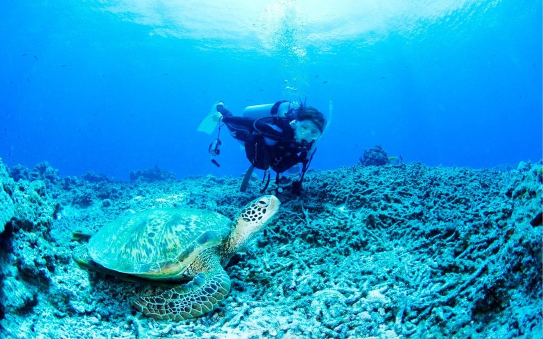 Giappone sott’acqua: le immersioni più spettacolari da Okinawa a Hokkaido