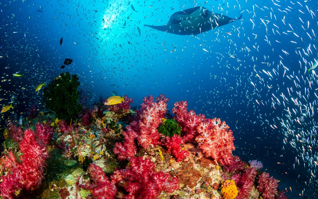 I migliori atolli per immergersi alle Maldive