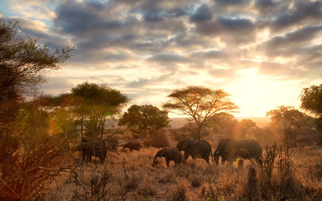 Viaggio in Tanzania: la natura più autentica nel cuore del sud