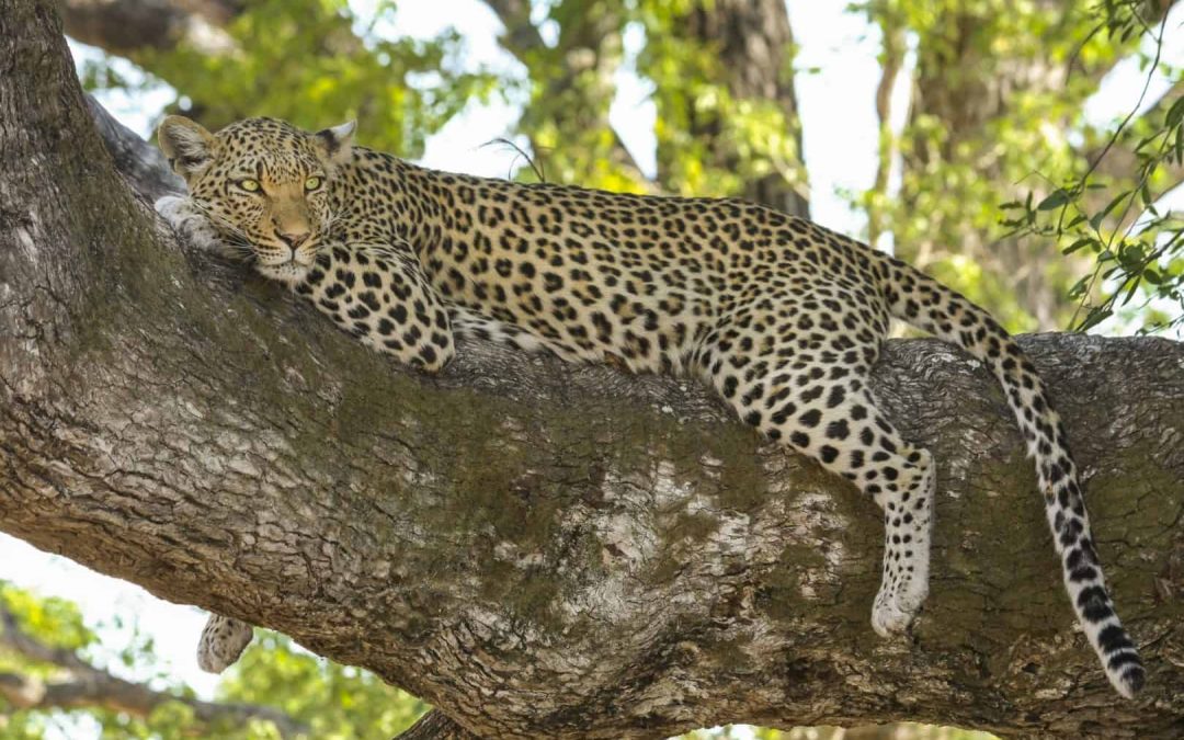 Sudafrica : Il Parco Nazionale Kruger