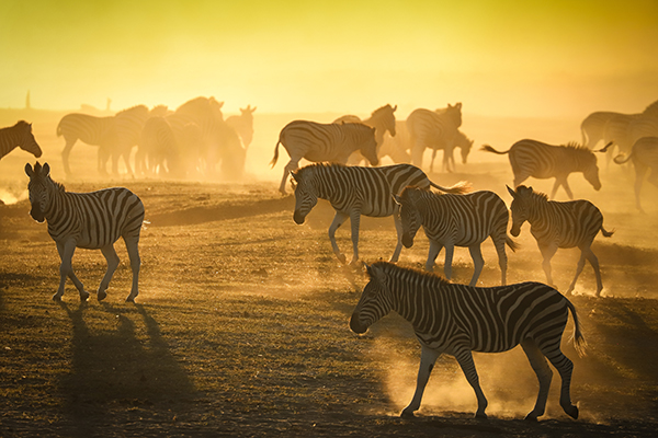 Botswana e Kenya Tra natura primordiale e comunità locali