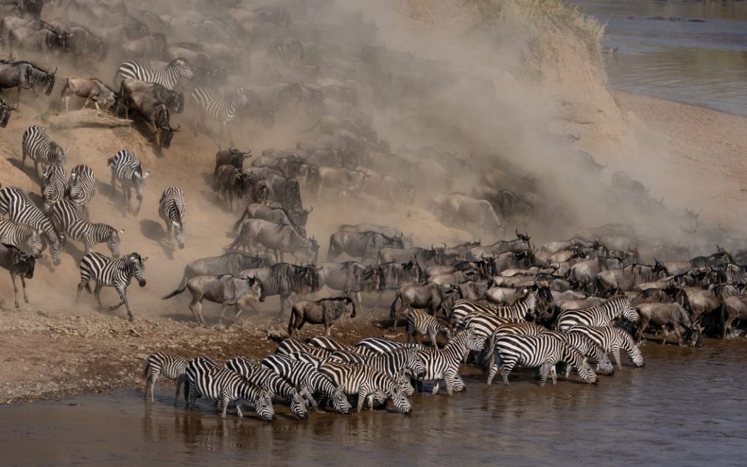 Che differenza c’è tra un safari in Kenya e uno in Tanzania?