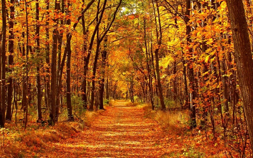 I migliori sentieri foliage in Italia
