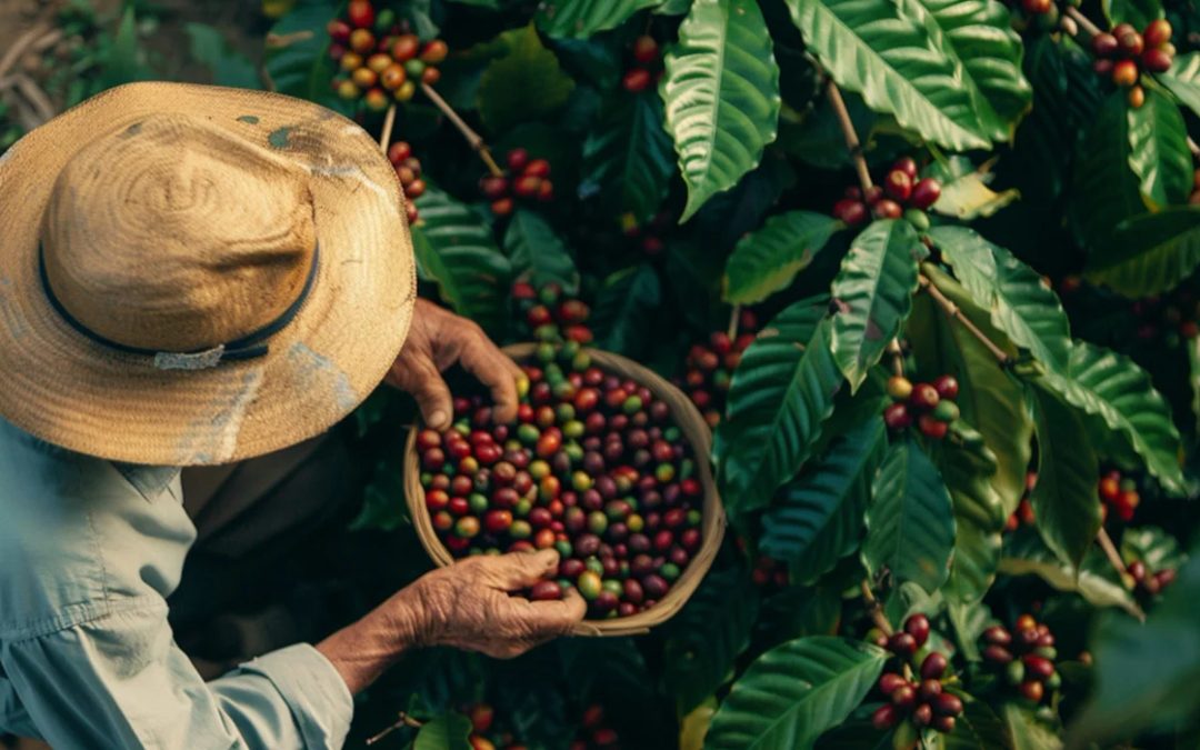 Colombia, il cuore profumato del caffè: viaggio nella Zona Cafetera