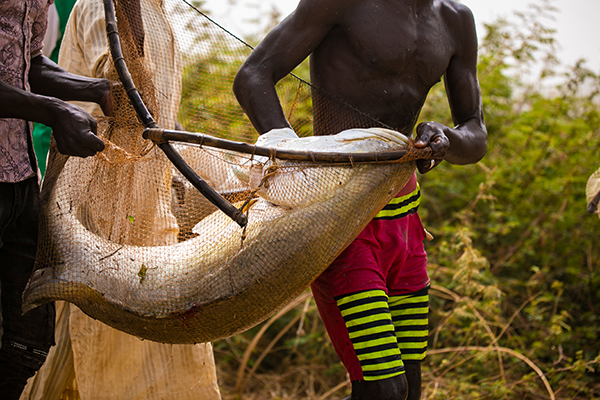 Nigeria: l’Argungu Fishing Festival