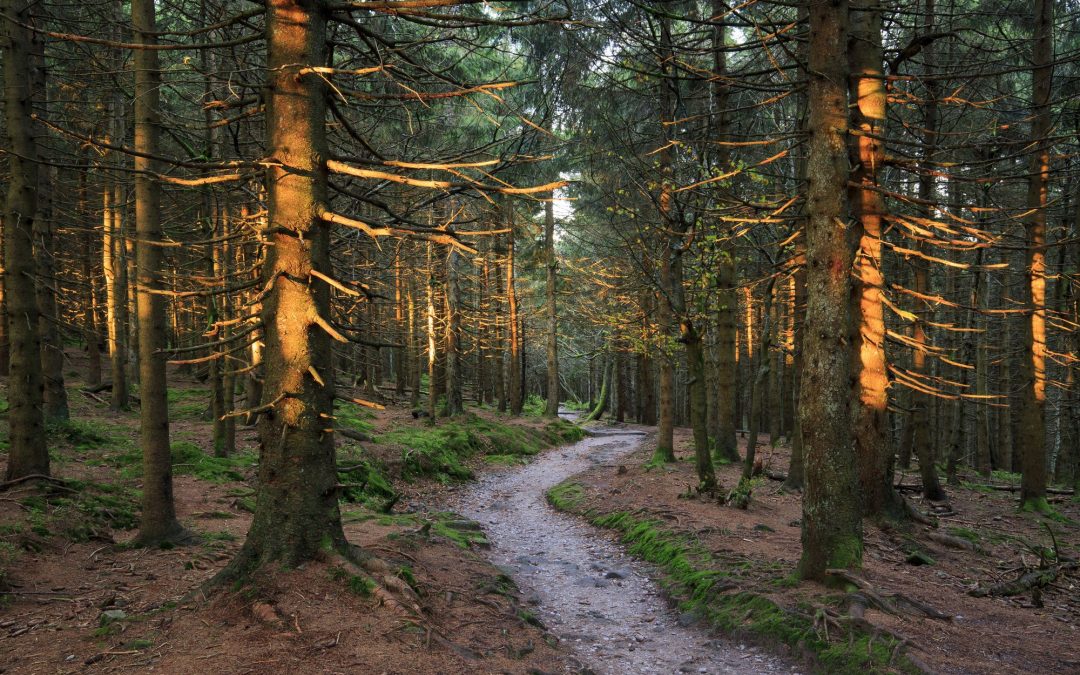 Autunno nella Foresta Nera, in Germania
