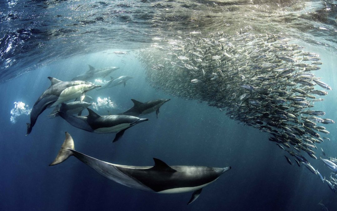 10 esperienze imperdibili da fare in Sudafrica