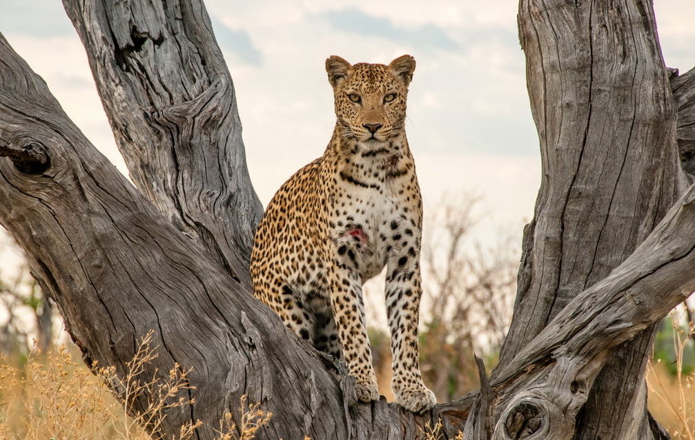 Botswana, la natura più selvaggia