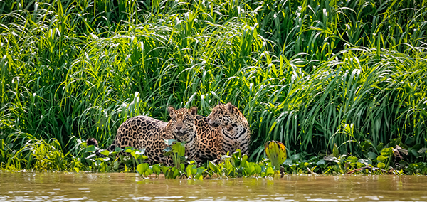 Città coloniali, civiltà preincaiche e il giaguaro del Pantanal