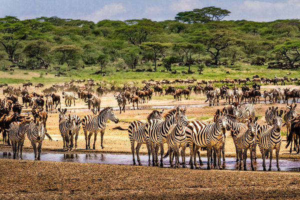 Unique Tanzania