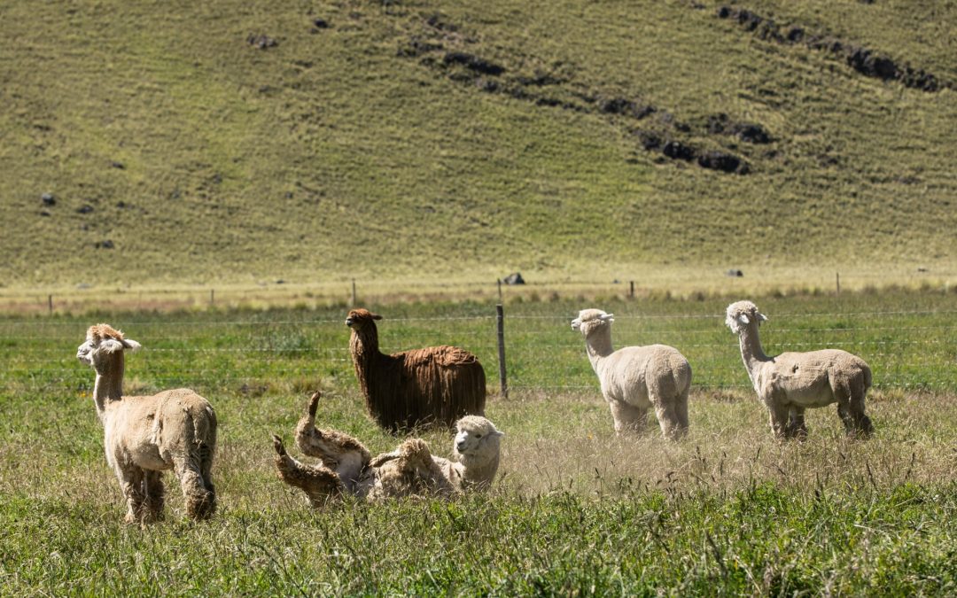 Slow travel in Perù: Puno, il Lago Titicaca e le isole della tradizione andina