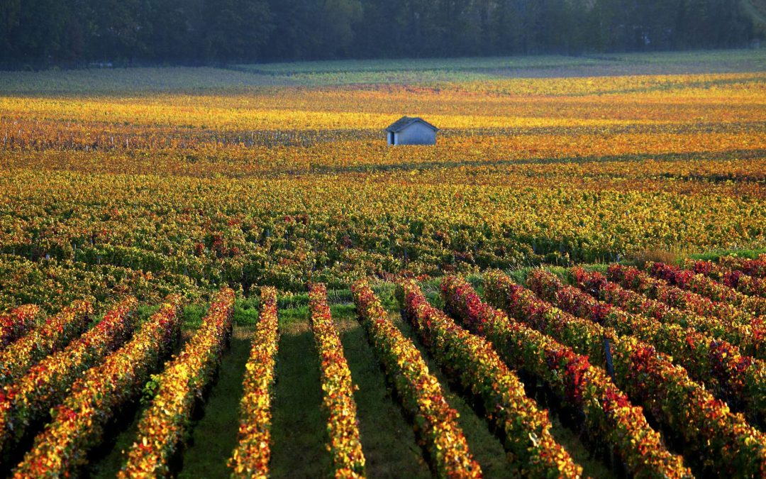 Alla scoperta dei vini di Borgogna lungo la Route des Grands Crus