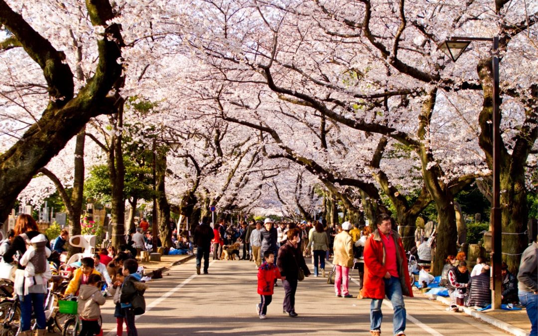 Hanami a Tokyo 2026: dove ammirare i ciliegi in fiore tra parchi, fiumi e skyline