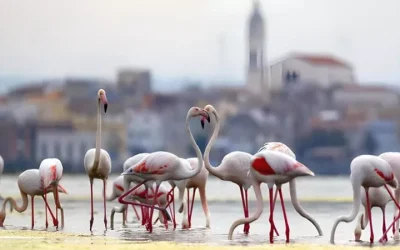 Storia, bellezza, biodiversità. Dall’Adriatico alla Camargue, lagune-gioiello a portata di mano