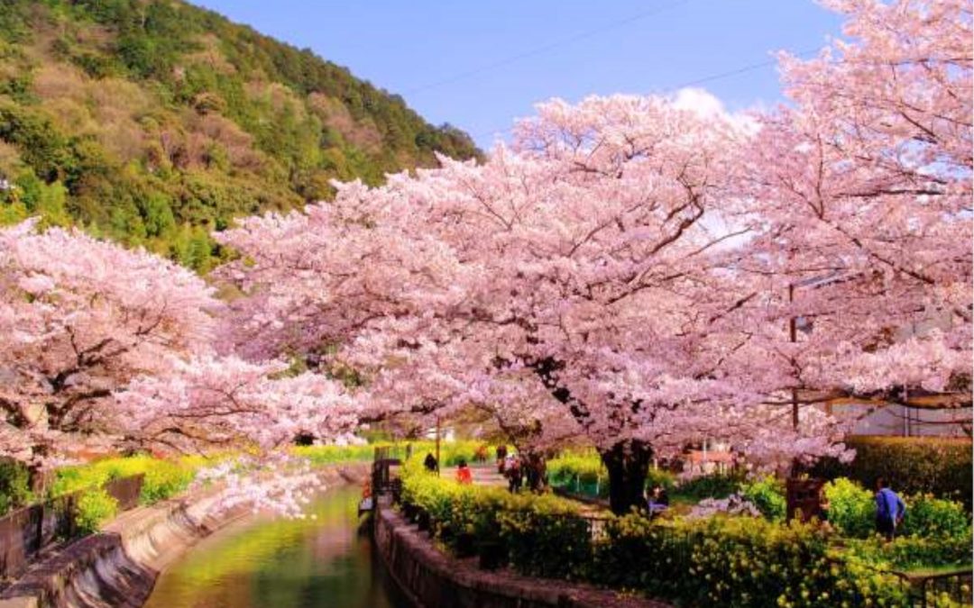 Kyoto oltre l’immagine: la città che respira e si rigenera nei suoi distretti nascosti