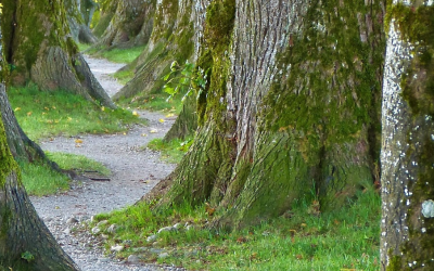 Aokigahara, il bosco giapponese che insegna al cervello a staccare dalla frenesia